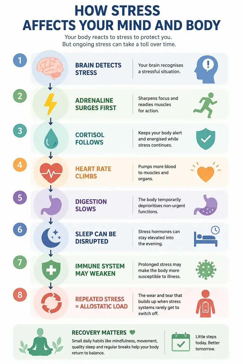 Infographic explaining how stress affects your mind and body, including brain detection, adrenaline and cortisol release, increased heart rate, slower digestion, disrupted sleep, weakened immunity, and the importance of recovery.