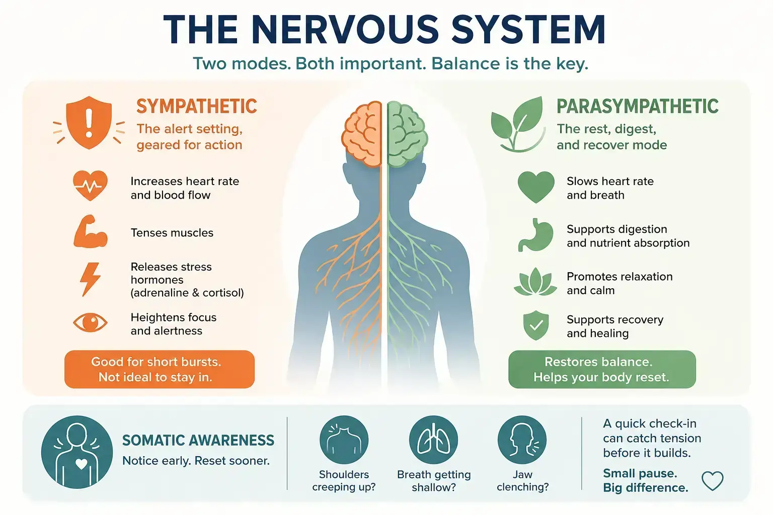 Infographic explaining the nervous system, comparing the sympathetic and parasympathetic responses with somatic awareness signs for stress and recovery.