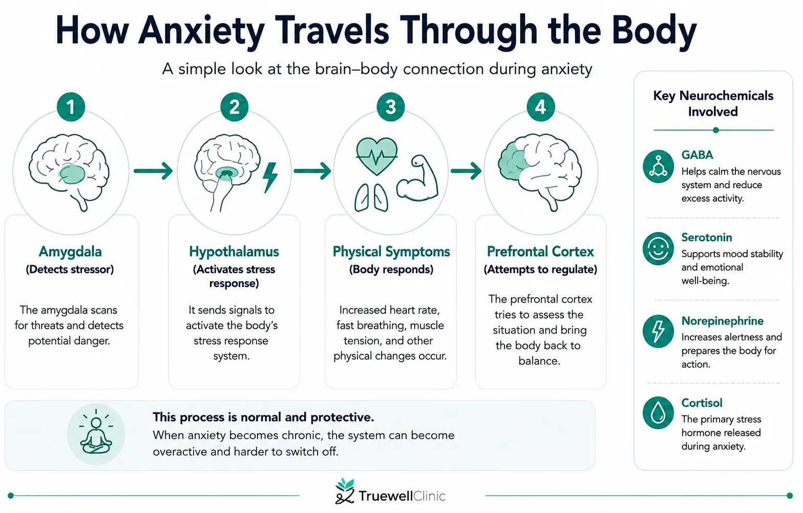 How anxiety travels through the body, showing the nervous system, physical symptoms, brain regions, and stress hormones.