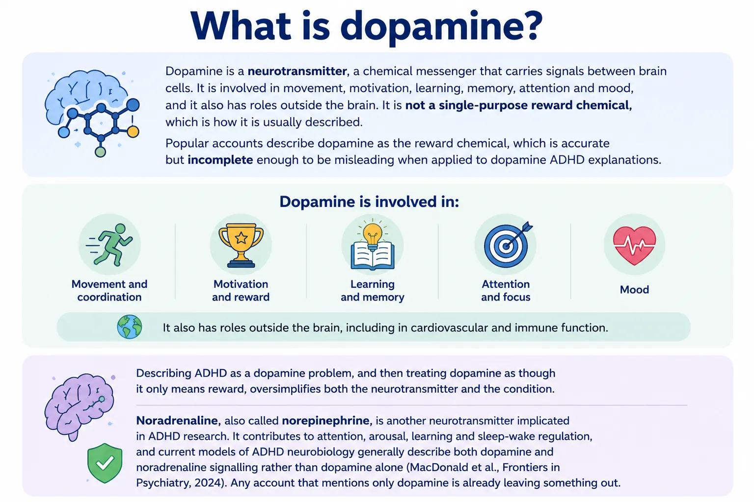 ADHD dopamine brain infographic showing neurotransmitter functions, attention, motivation, learning, memory and research.